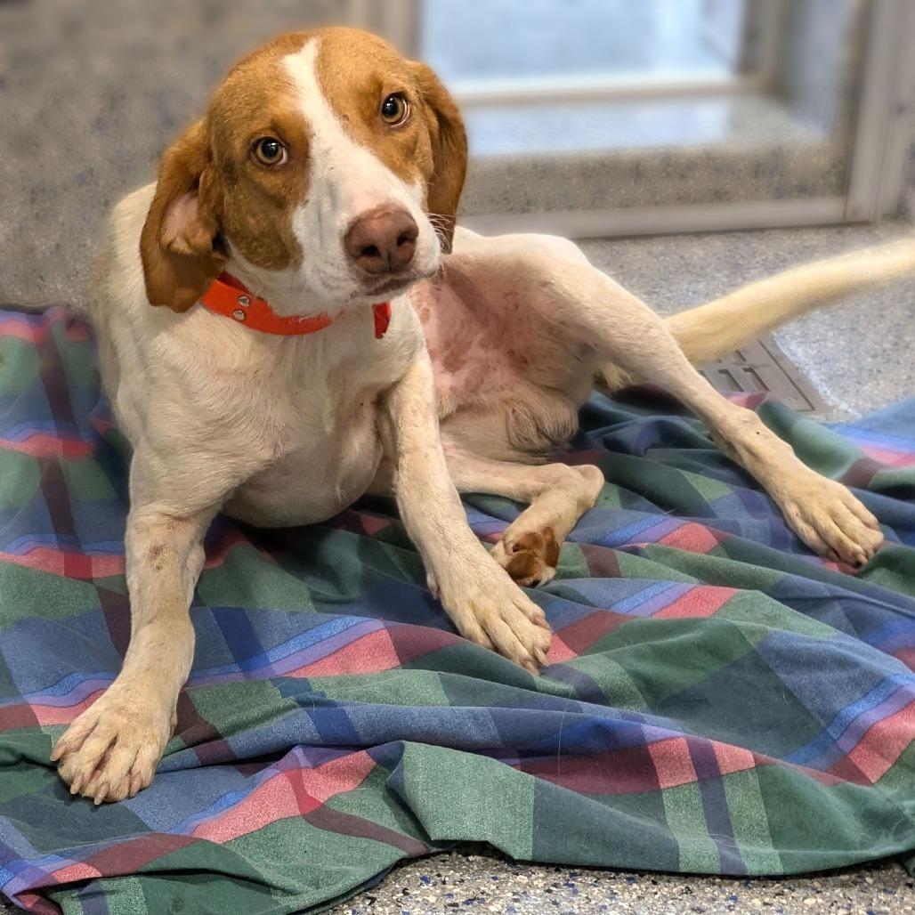 Hot Dog, Adoptable, Adult Male Hound & Mixed Breed.
