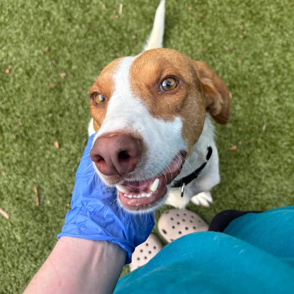 Enlarge Hot Dog, a Adoptable mixed breed in Charlottesville, VA image 2/4
