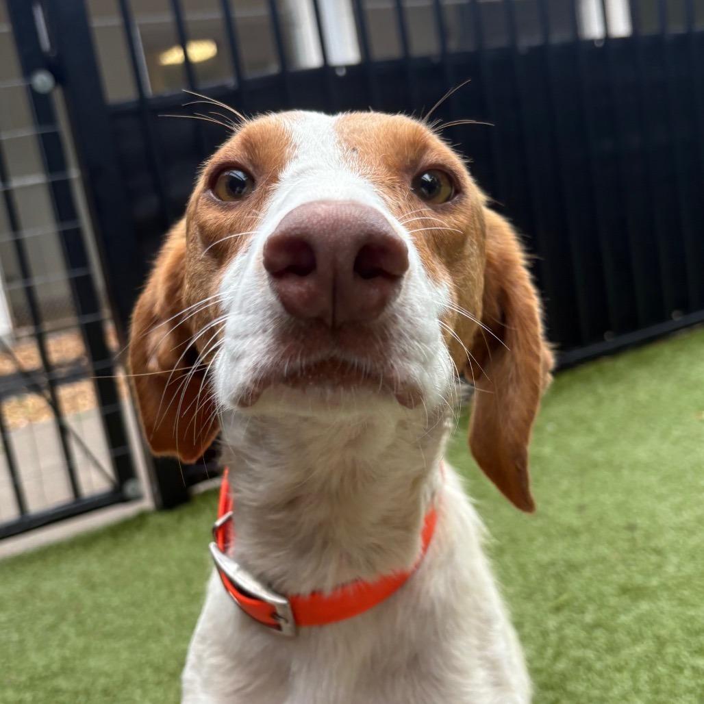 Enlarge Hot Dog, a Adoptable mixed breed in Charlottesville, VA image 3/4