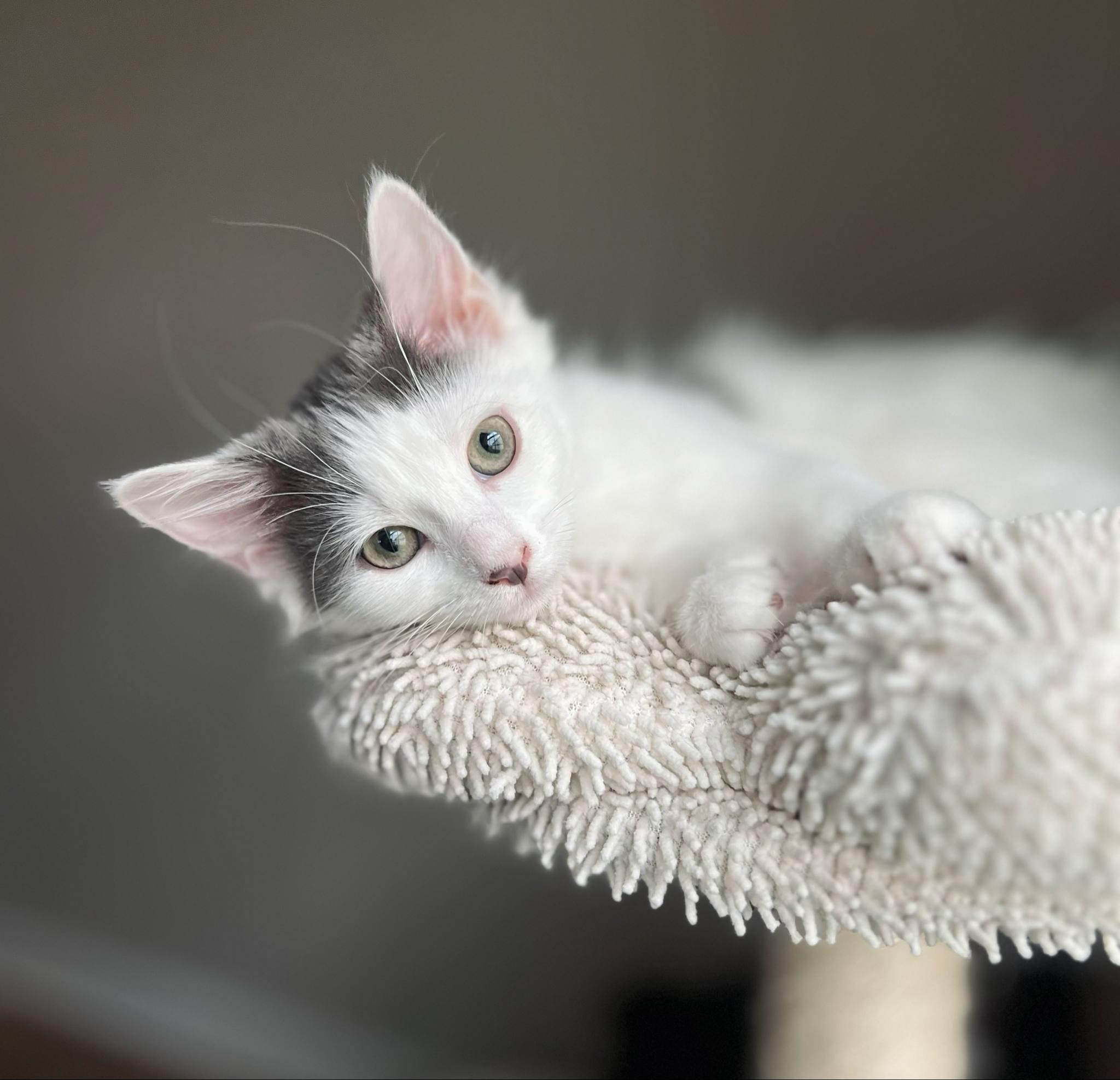 Harrington, Baby Male Domestic Long Hair