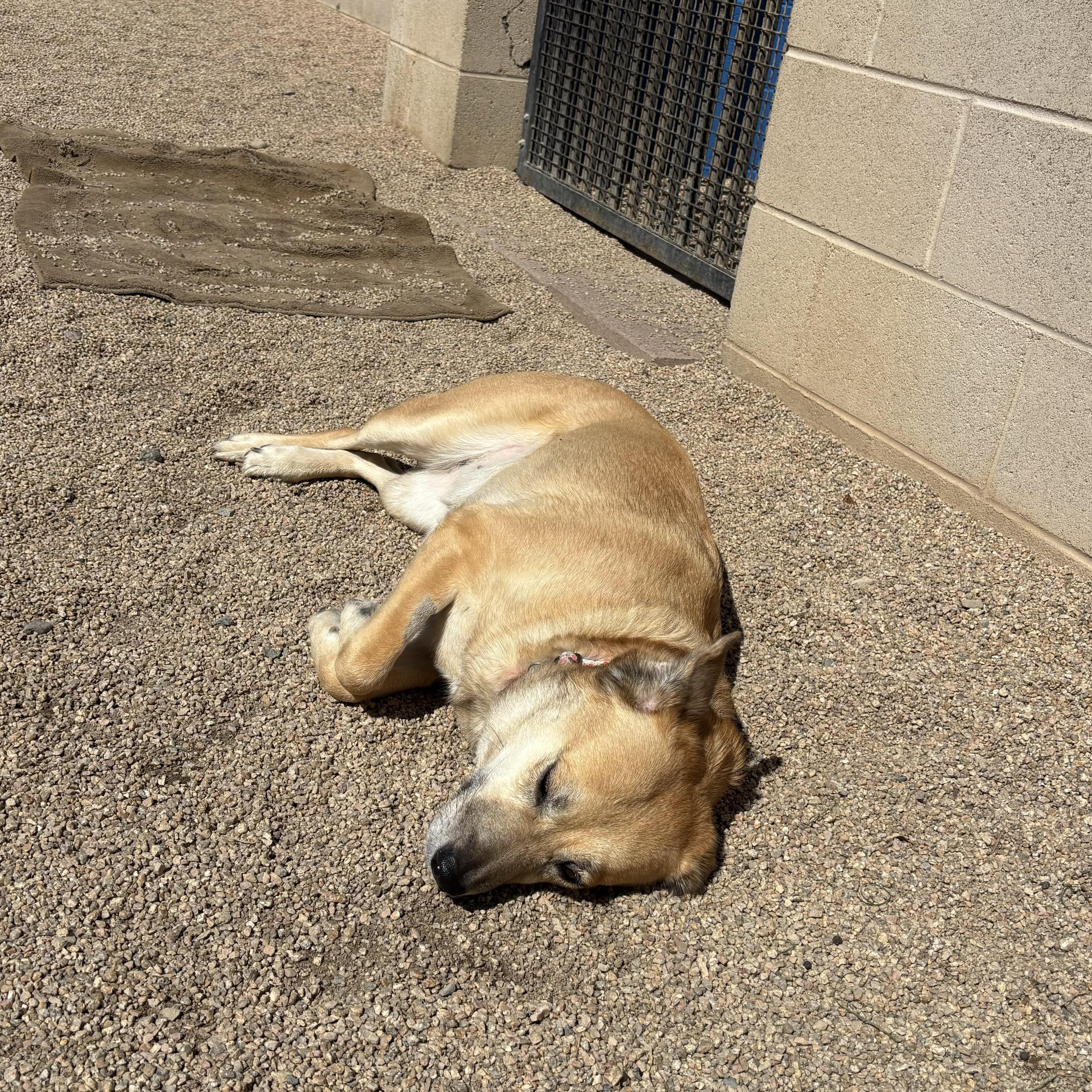 Enlarge Ganja, an adopted mixed breed in Phoenix, AZ image 3/4