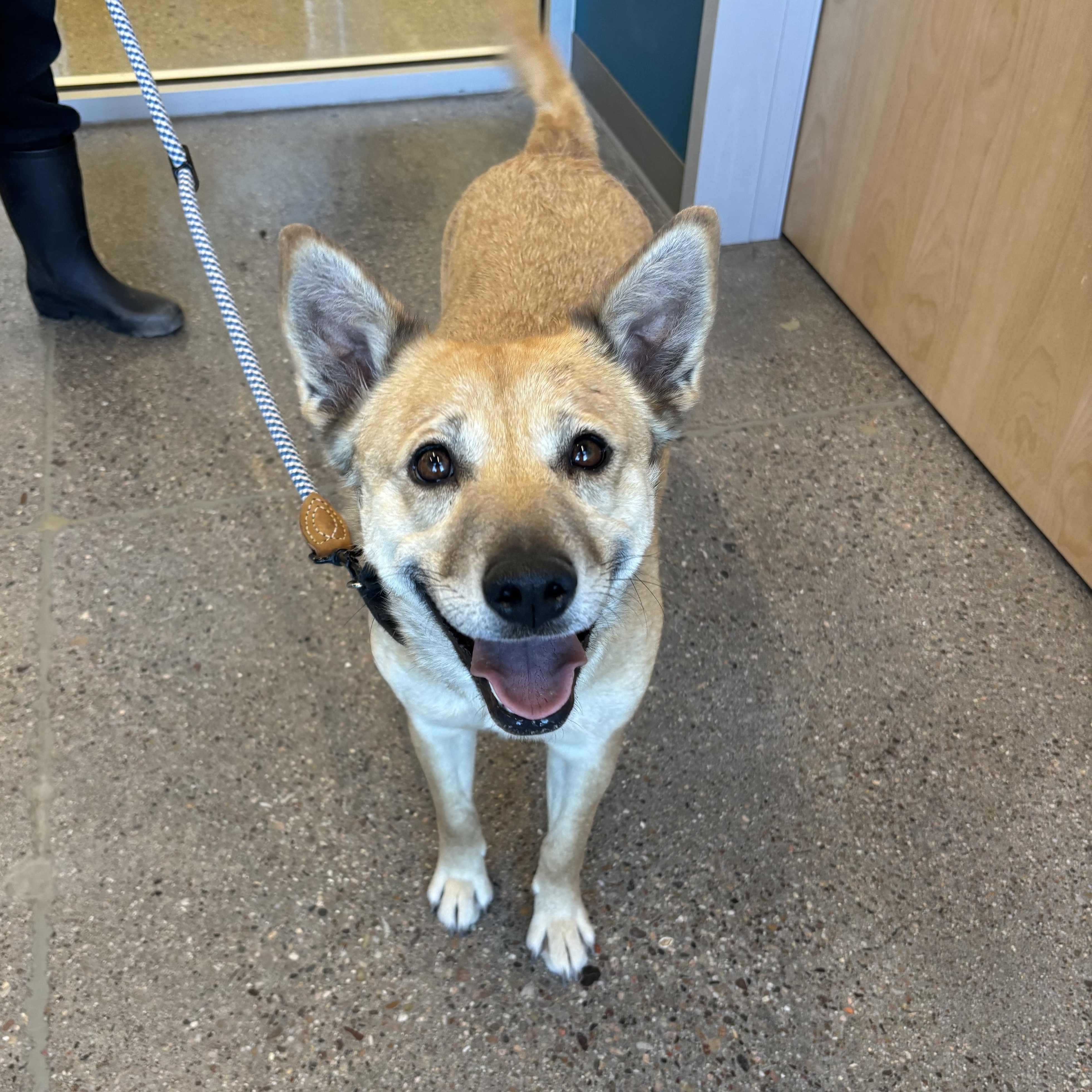 Ganja, adopted, Adult Female German Shepherd Dog.