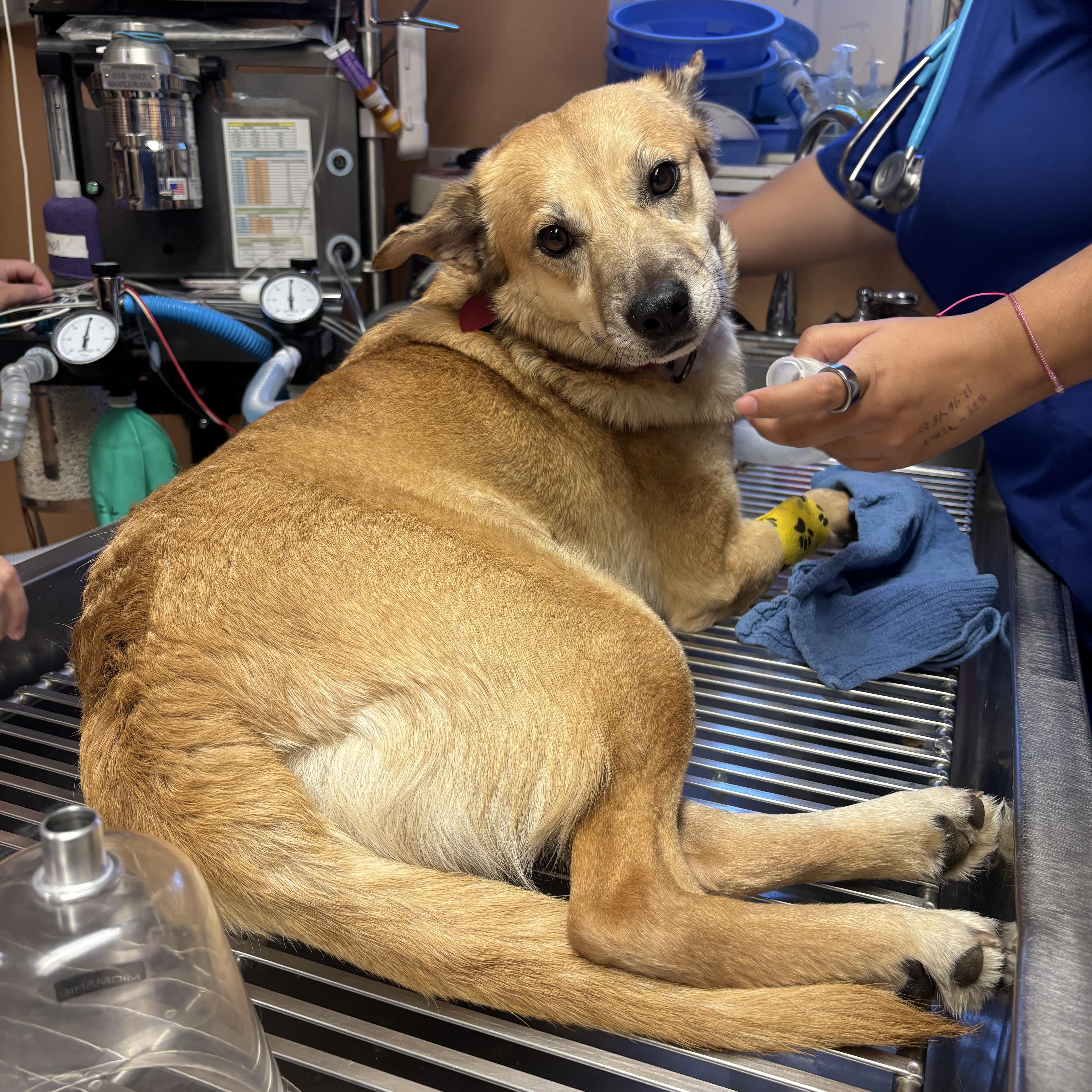 Enlarge Ganja, an adopted mixed breed in Phoenix, AZ image 2/4