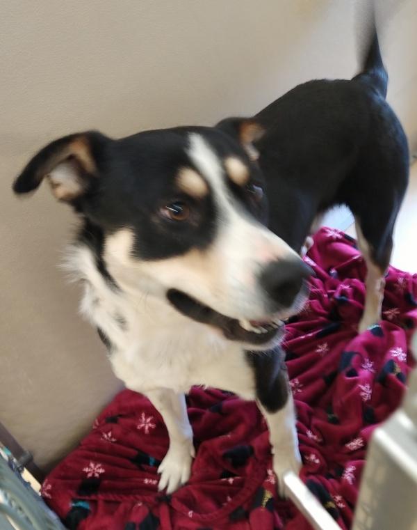 Baxter, Adoptable, Adult Male Australian Shepherd.