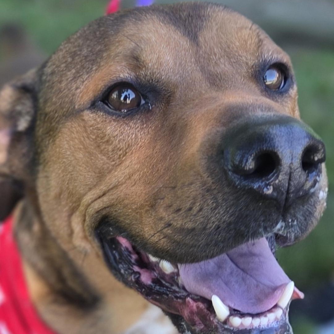 Enlarge Bo, a ADOPTABLE mixed breed in Medina, OH image 2/3