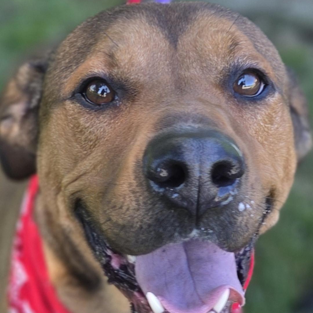 Bo, ADOPTABLE, Adult Male Black Mouth Cur.