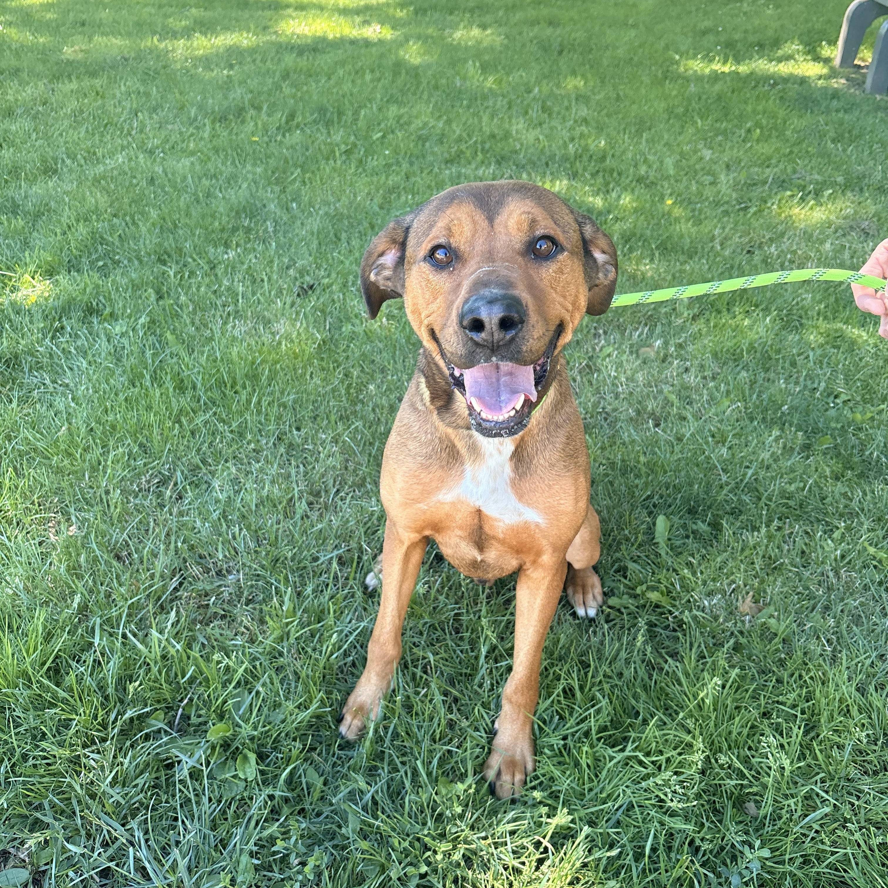 Enlarge Bo, a ADOPTABLE mixed breed in Medina, OH image 3/3