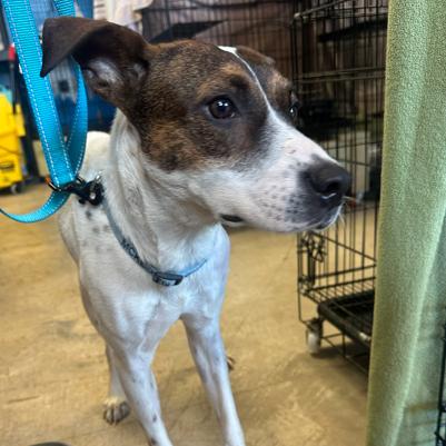 Enlarge Teddy, a Adoptable mixed breed in Webster, TX image 1/1