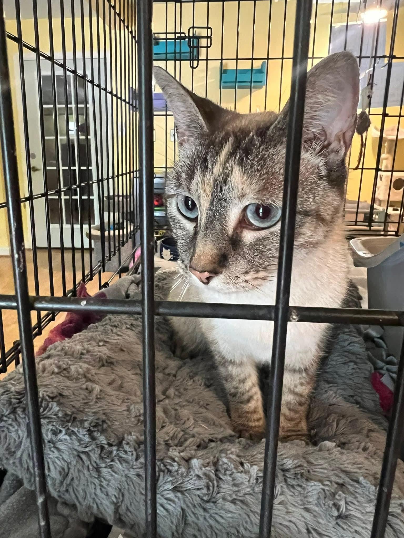 Whiskey, adopted, Adult Female Siamese.