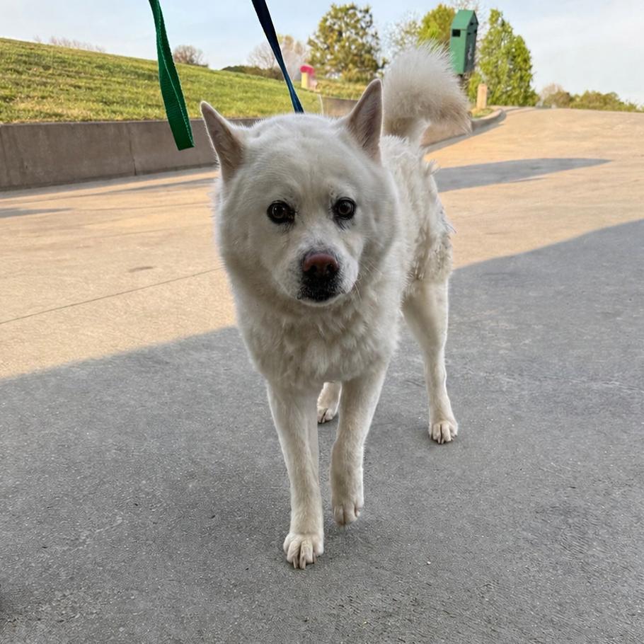 Enlarge Duchess 22230, a Adoptable mixed breed in Cumming, GA image 1/6