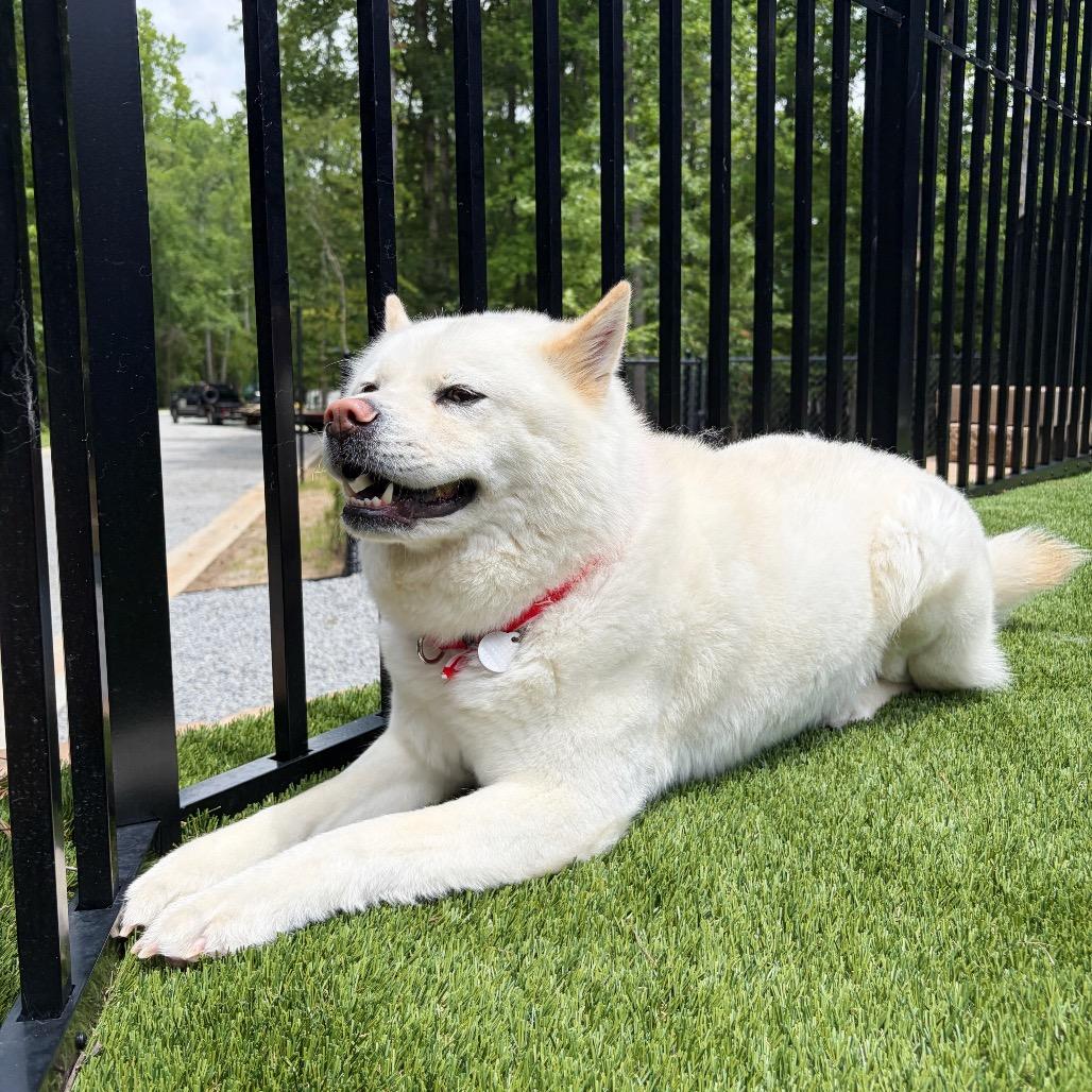 Enlarge Duchess 22230, a Adoptable mixed breed in Cumming, GA image 2/6