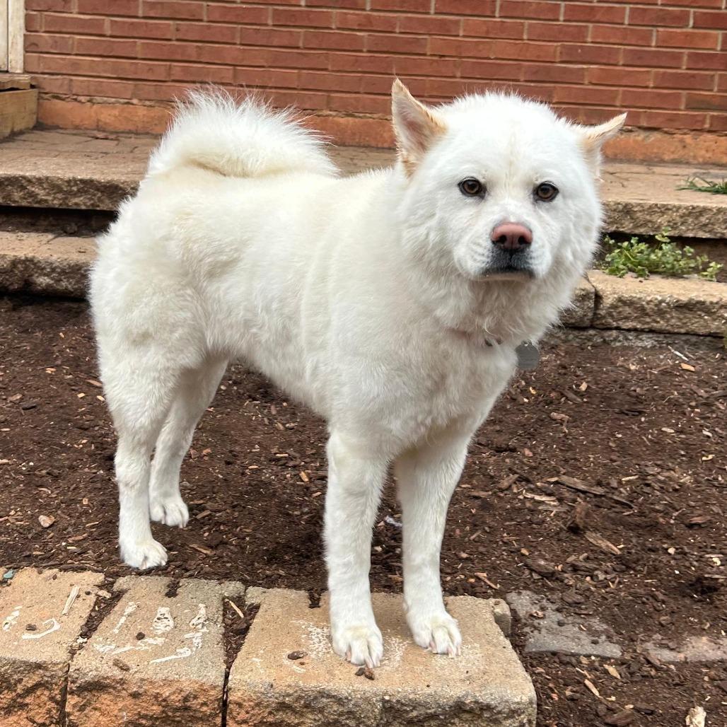 Enlarge Duchess 22230, a Adoptable mixed breed in Cumming, GA image 3/6