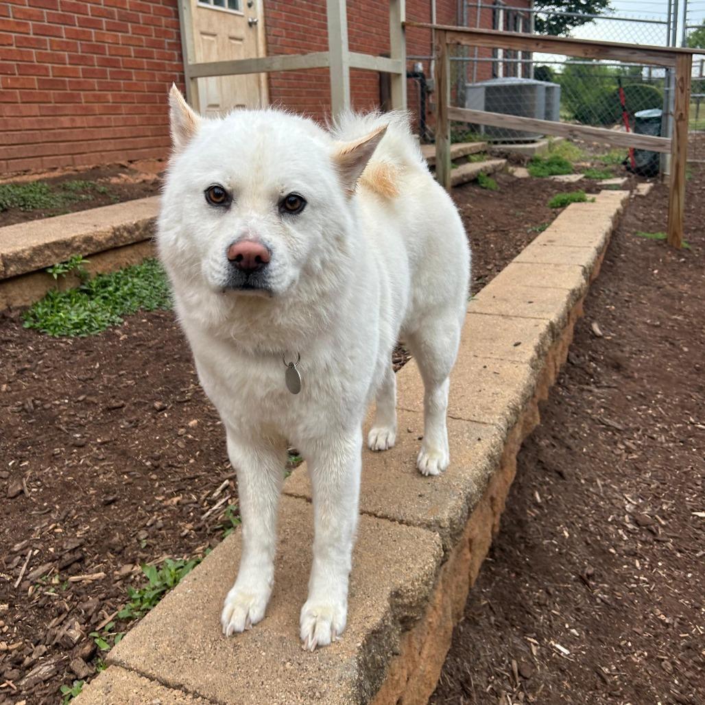 Enlarge Duchess 22230, a Adoptable mixed breed in Cumming, GA image 4/6
