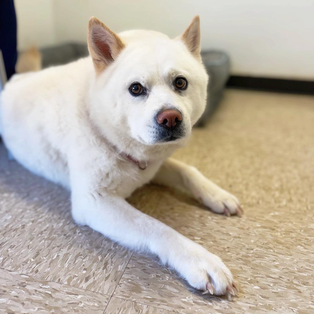 Enlarge Duchess 22230, a Adoptable mixed breed in Cumming, GA image 5/6