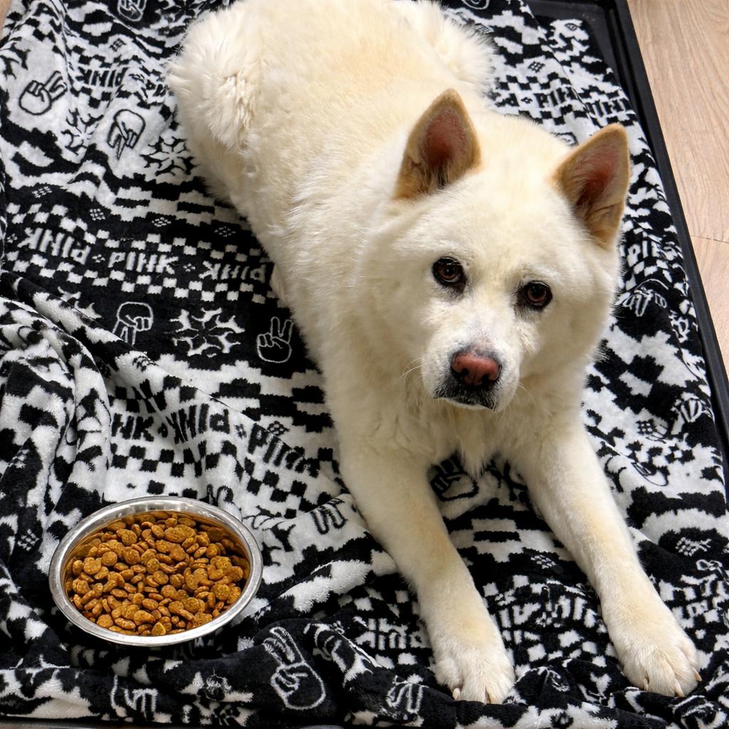 Enlarge Duchess 22230, a Adoptable mixed breed in Cumming, GA image 6/6