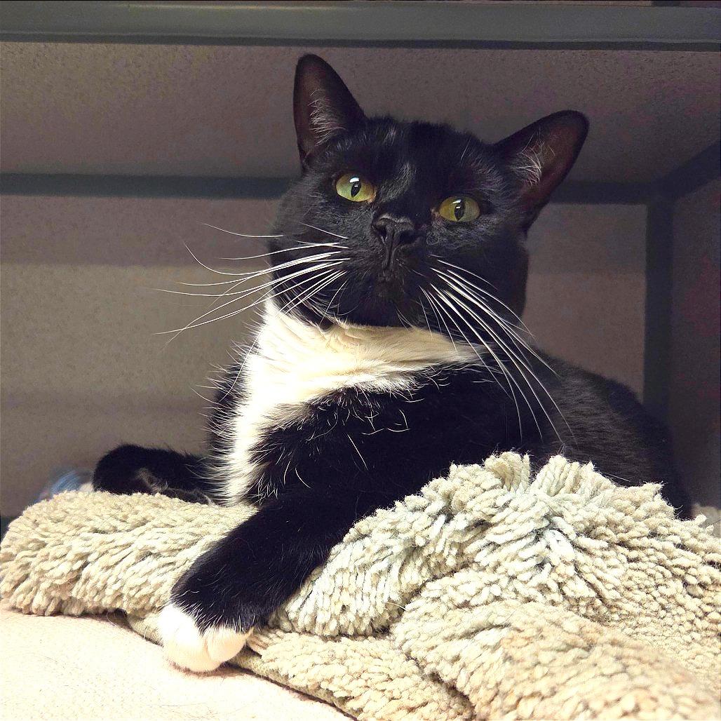 Enlarge Spaghetti, a Adoptable Domestic Short Hair in Port Charlotte, FL image 1/5