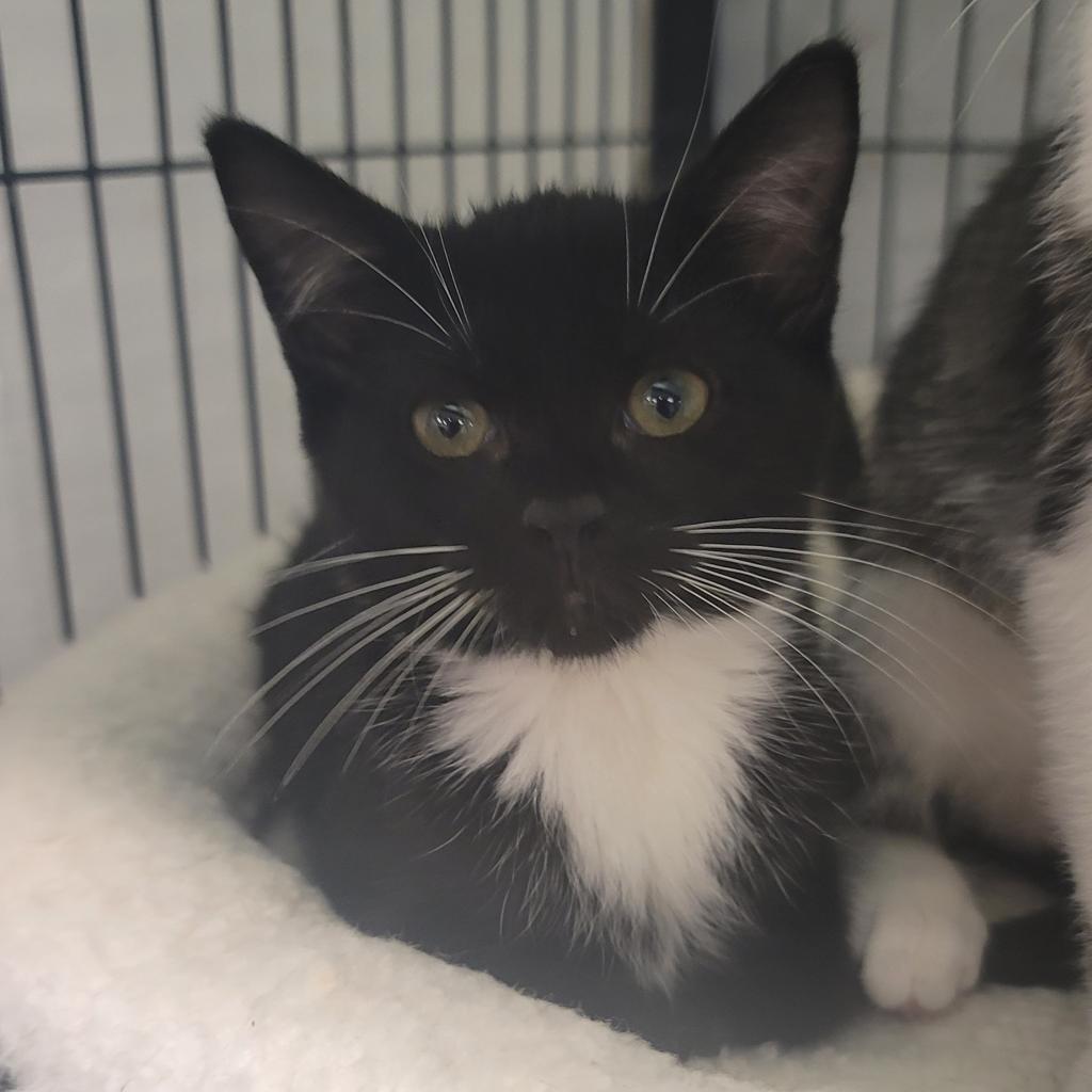 Enlarge Spaghetti, a Adoptable Domestic Short Hair in Port Charlotte, FL image 2/5