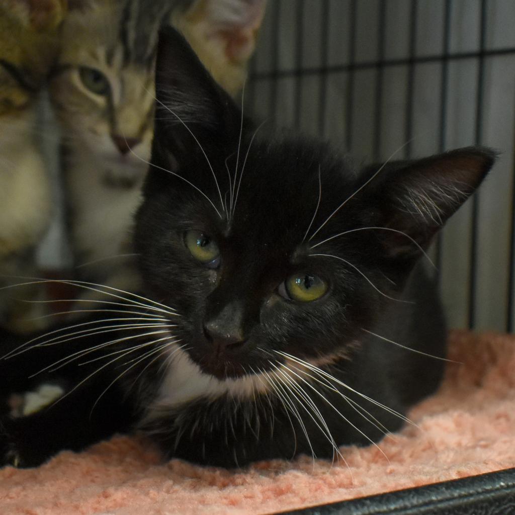Enlarge Spaghetti, a Adoptable Domestic Short Hair in Port Charlotte, FL image 3/5