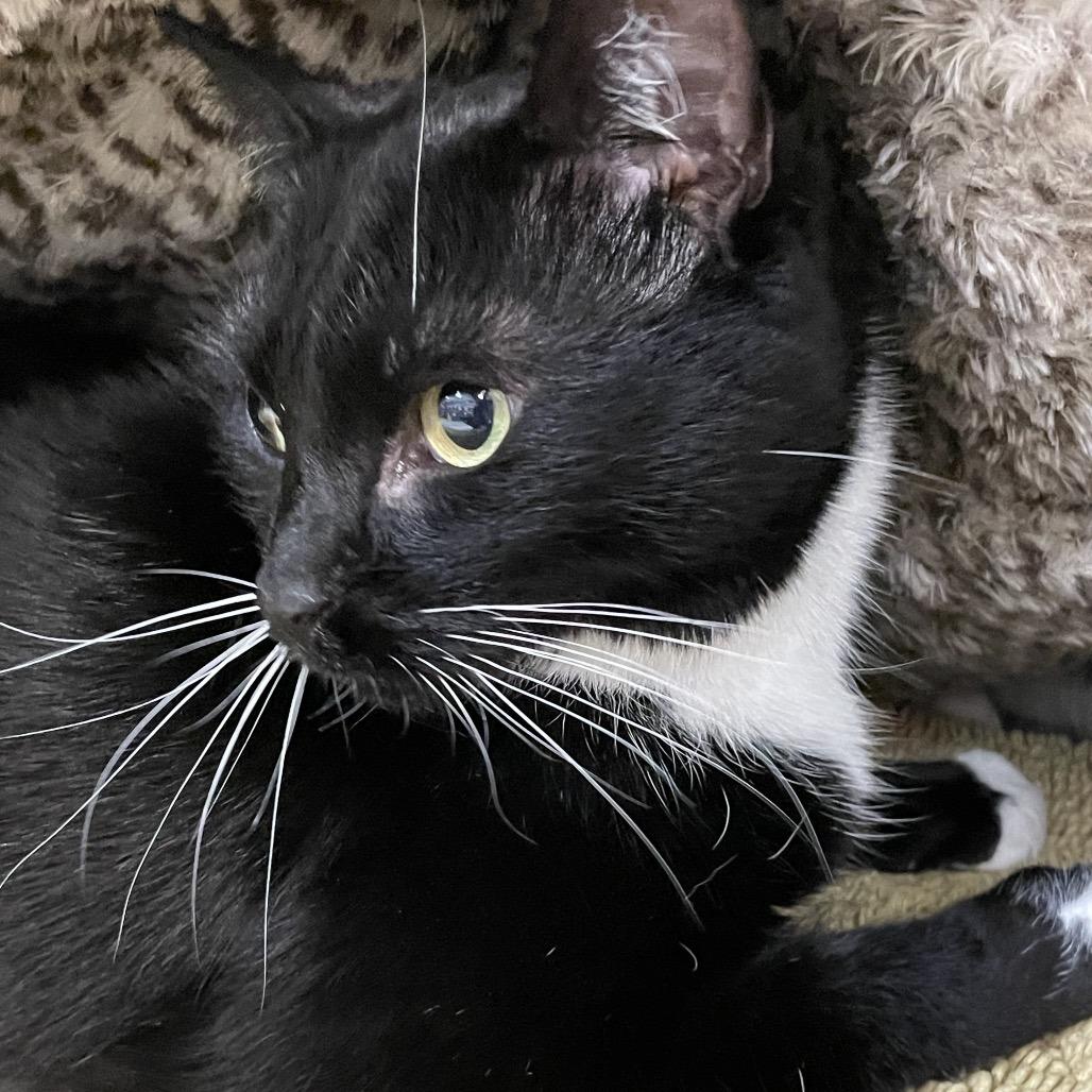 Enlarge Spaghetti, a Adoptable Domestic Short Hair in Port Charlotte, FL image 4/5