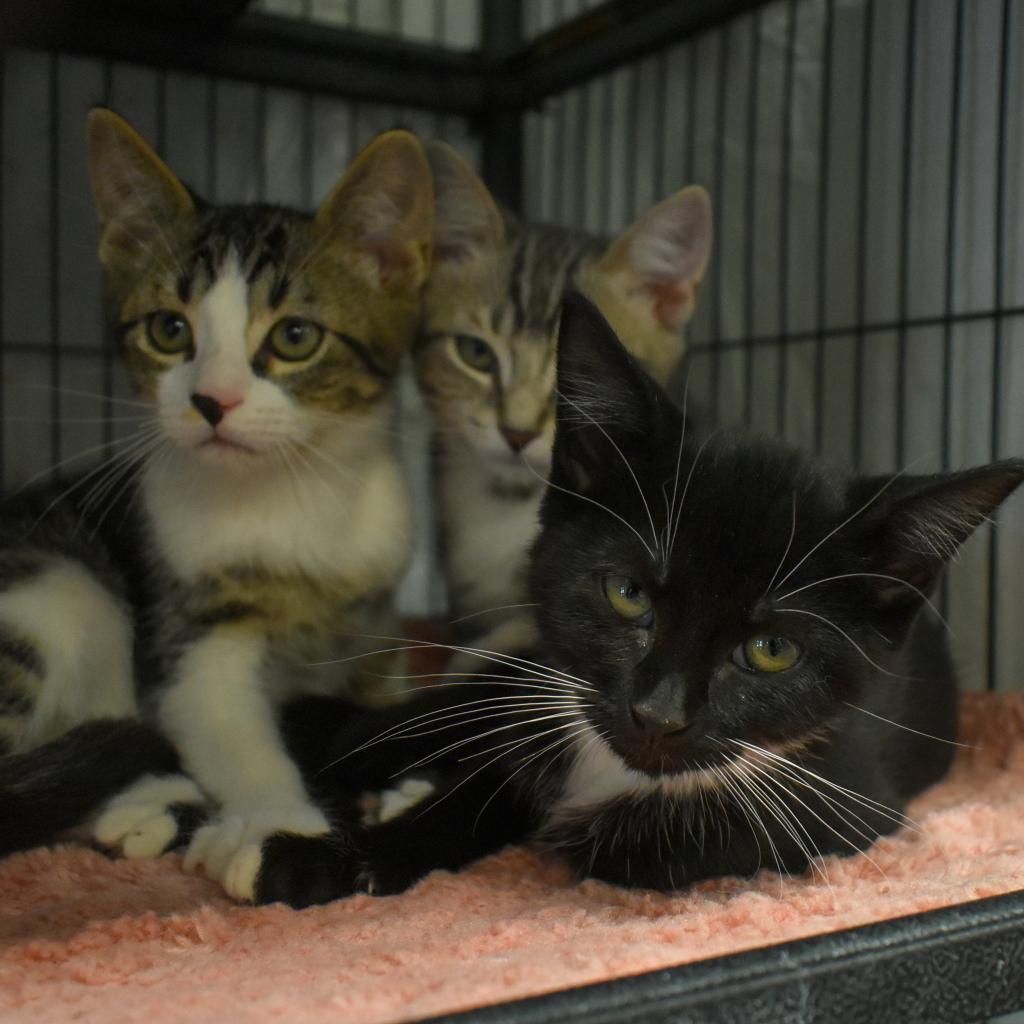 Enlarge Spaghetti, a Adoptable Domestic Short Hair in Port Charlotte, FL image 5/5