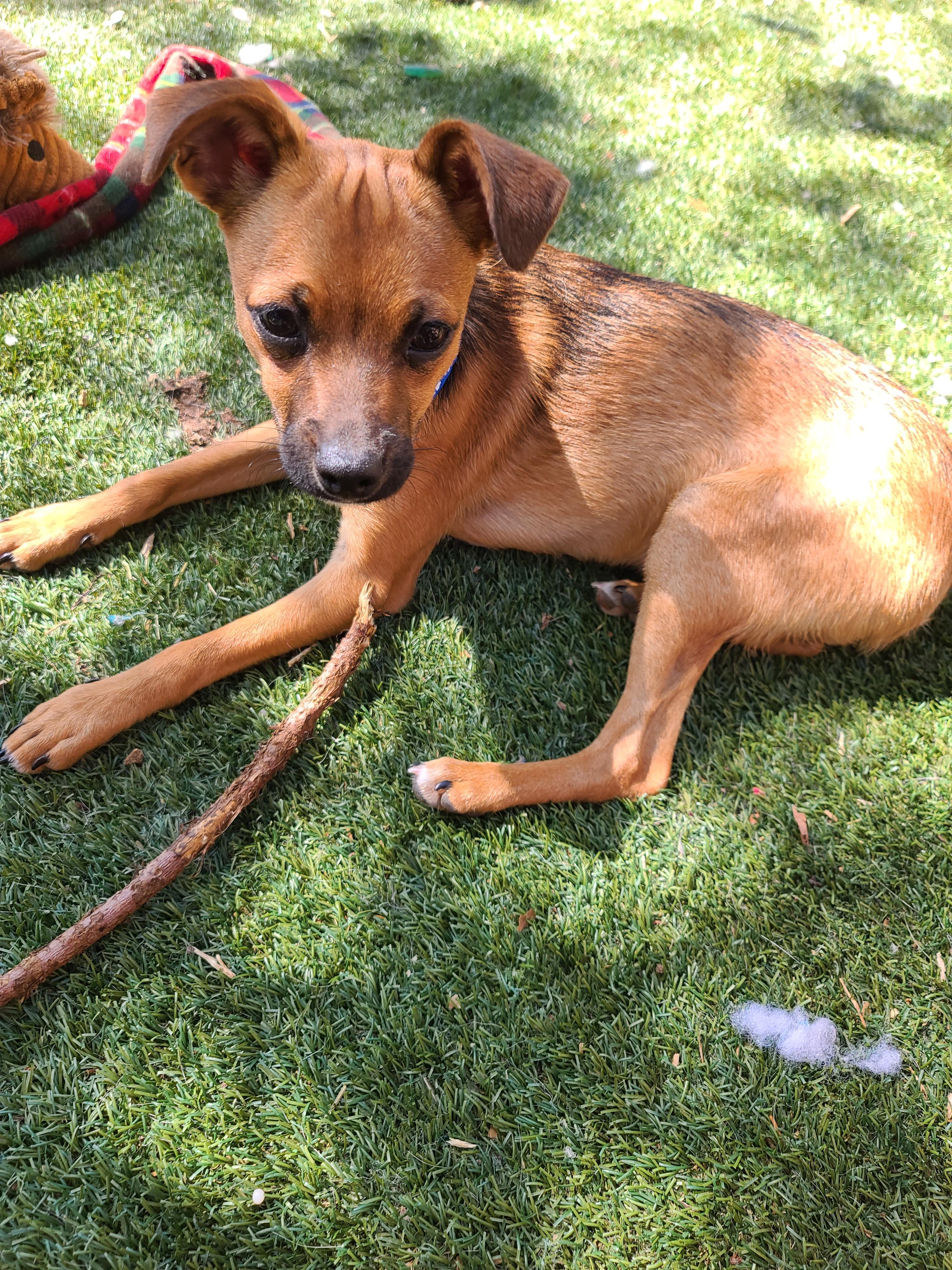Christopher , adopted, Puppy Male Miniature Pinscher & Chihuahua.