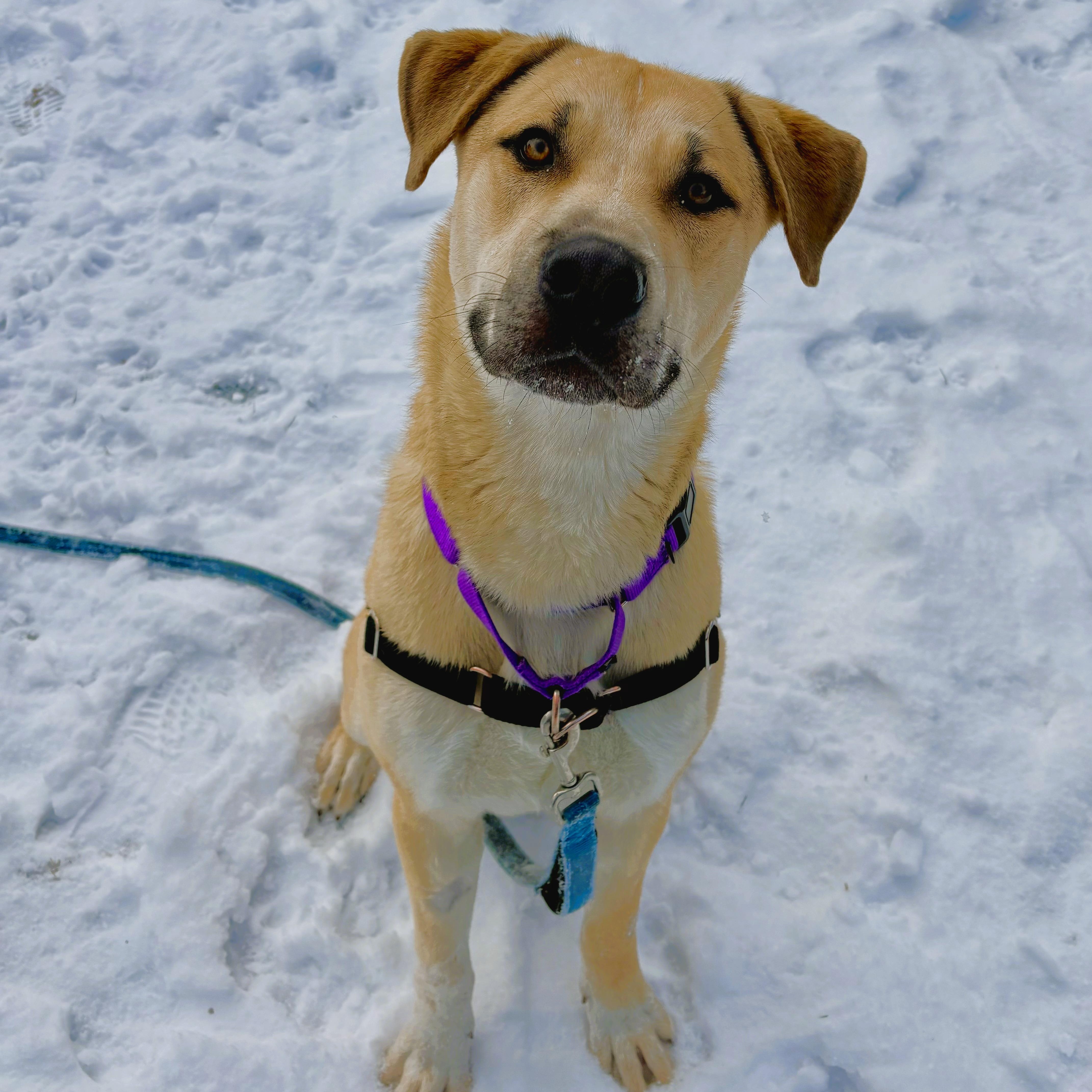 Enlarge Bingo-Great buddy for outdoor activities , a ADOPTABLE mixed breed in Oshkosh, WI image 2/5