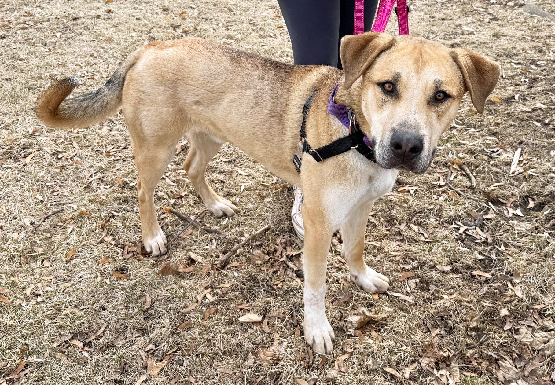 Enlarge Bingo-Great buddy for outdoor activities , a other mixed breed in Oshkosh, WI image 3/6