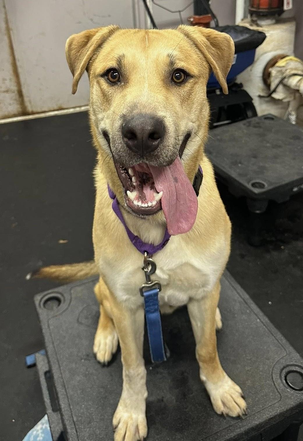 Dingo-Great buddy for outdoor activities , a ADOPTABLE mixed breed in Oshkosh, WI image 2/2