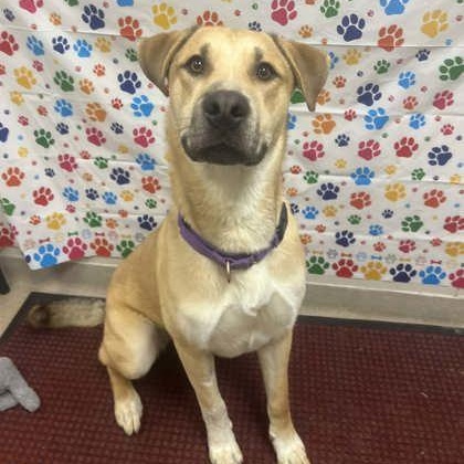 Enlarge Bingo-Great buddy for outdoor activities , a ADOPTABLE mixed breed in Oshkosh, WI image 3/5