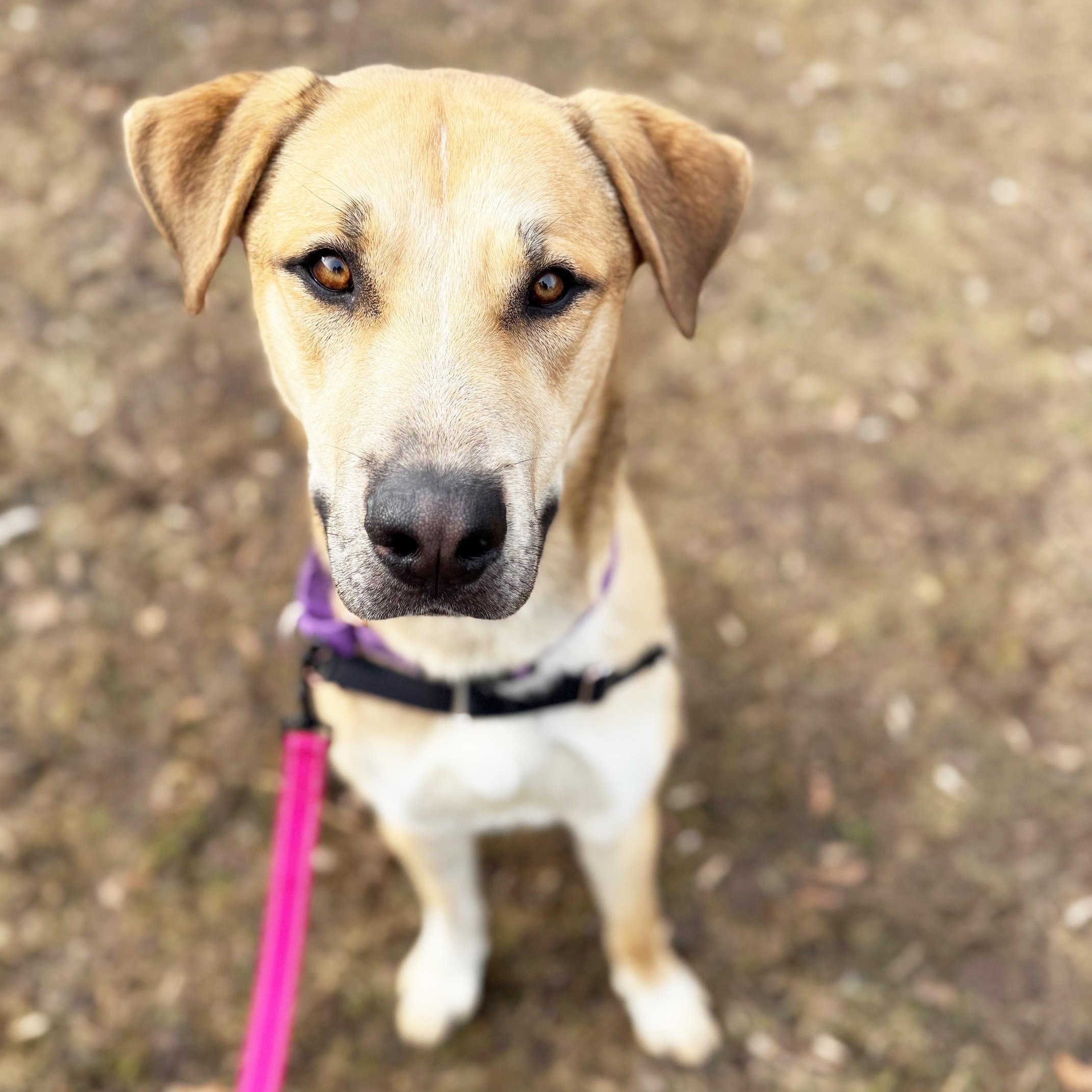 Enlarge Bingo-Great buddy for outdoor activities , a other mixed breed in Oshkosh, WI image 2/6