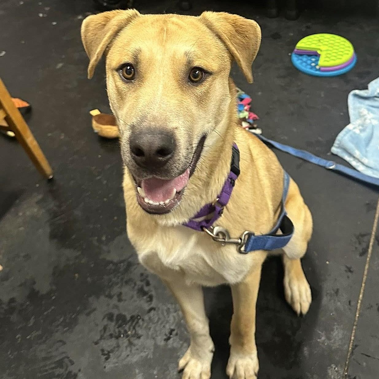 Dingo-Great buddy for outdoor activities , ADOPTABLE, Young Male Mixed Breed.