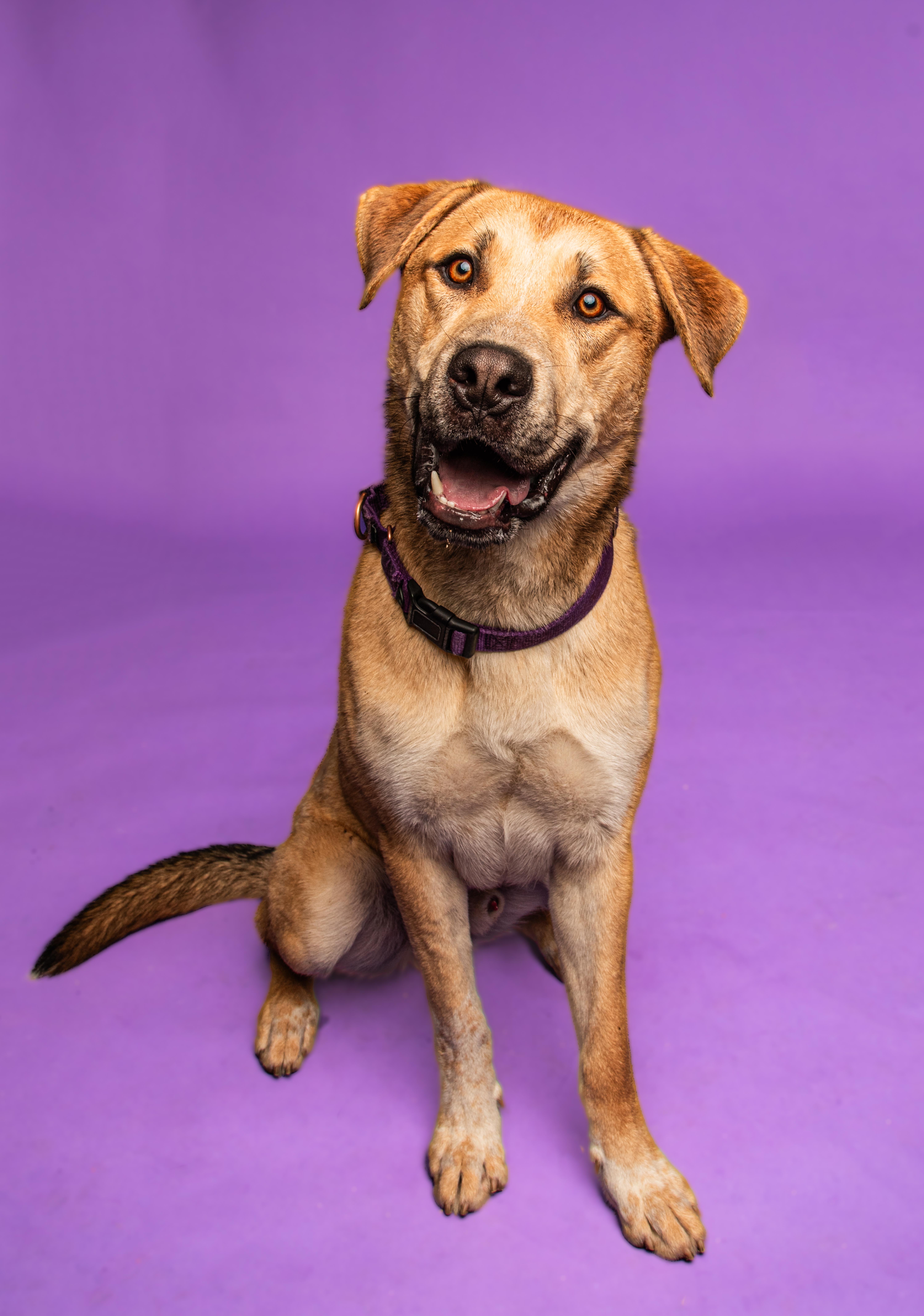 Enlarge Bingo-Great buddy for outdoor activities , a other mixed breed in Oshkosh, WI image 1/6