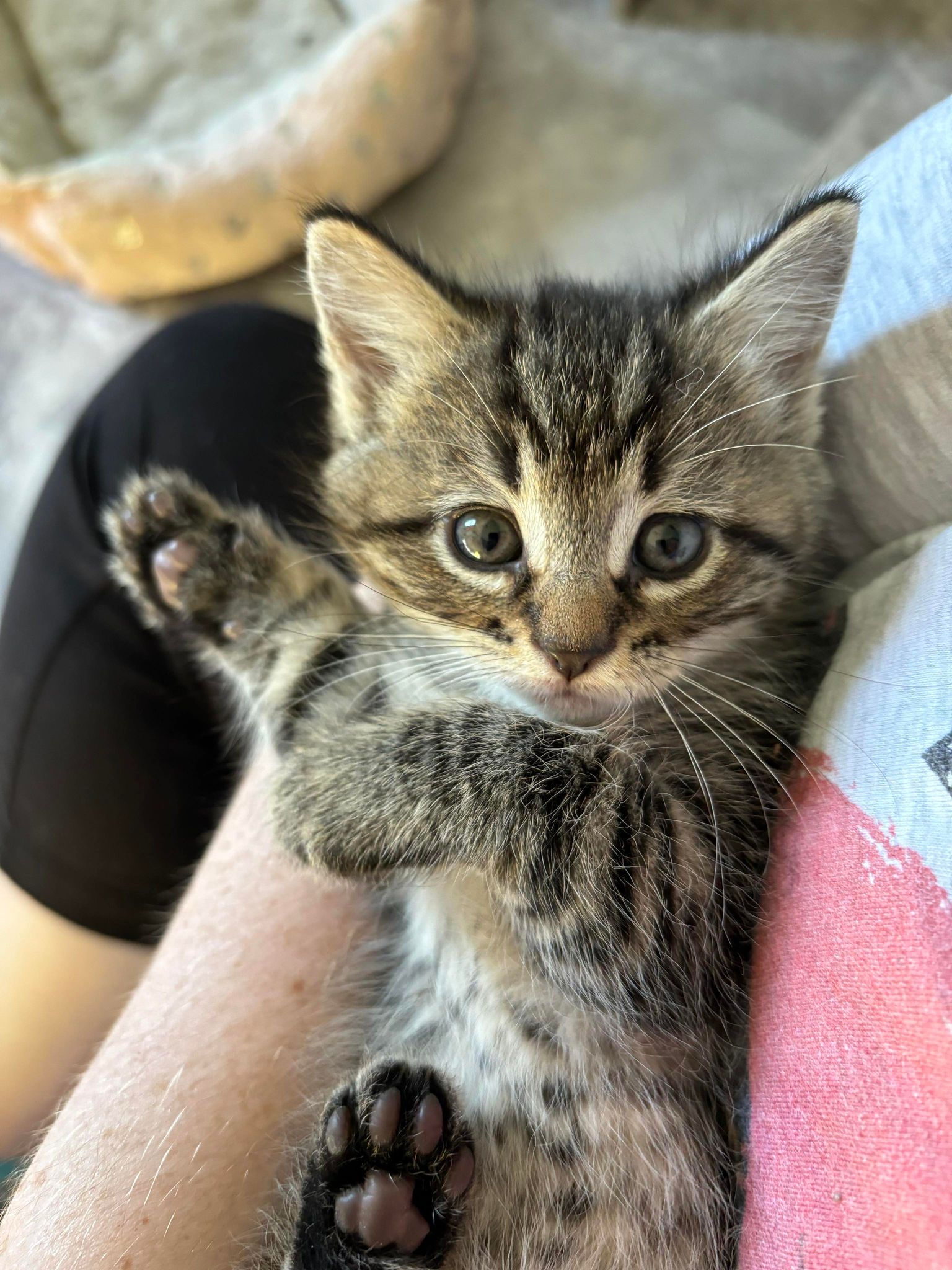 Rex, Adopted, Kitten Male Tabby.