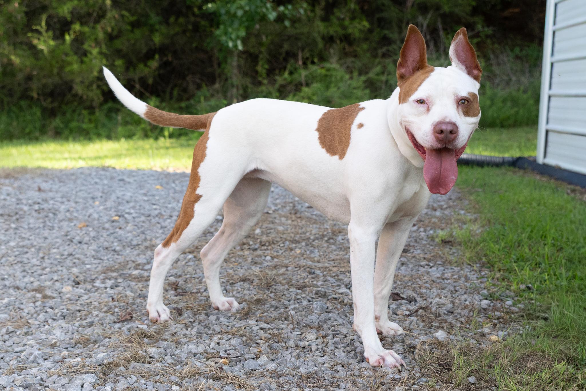 Enlarge Fiona, a ADOPTABLE mixed breed in Lebanon, TN image 2/5