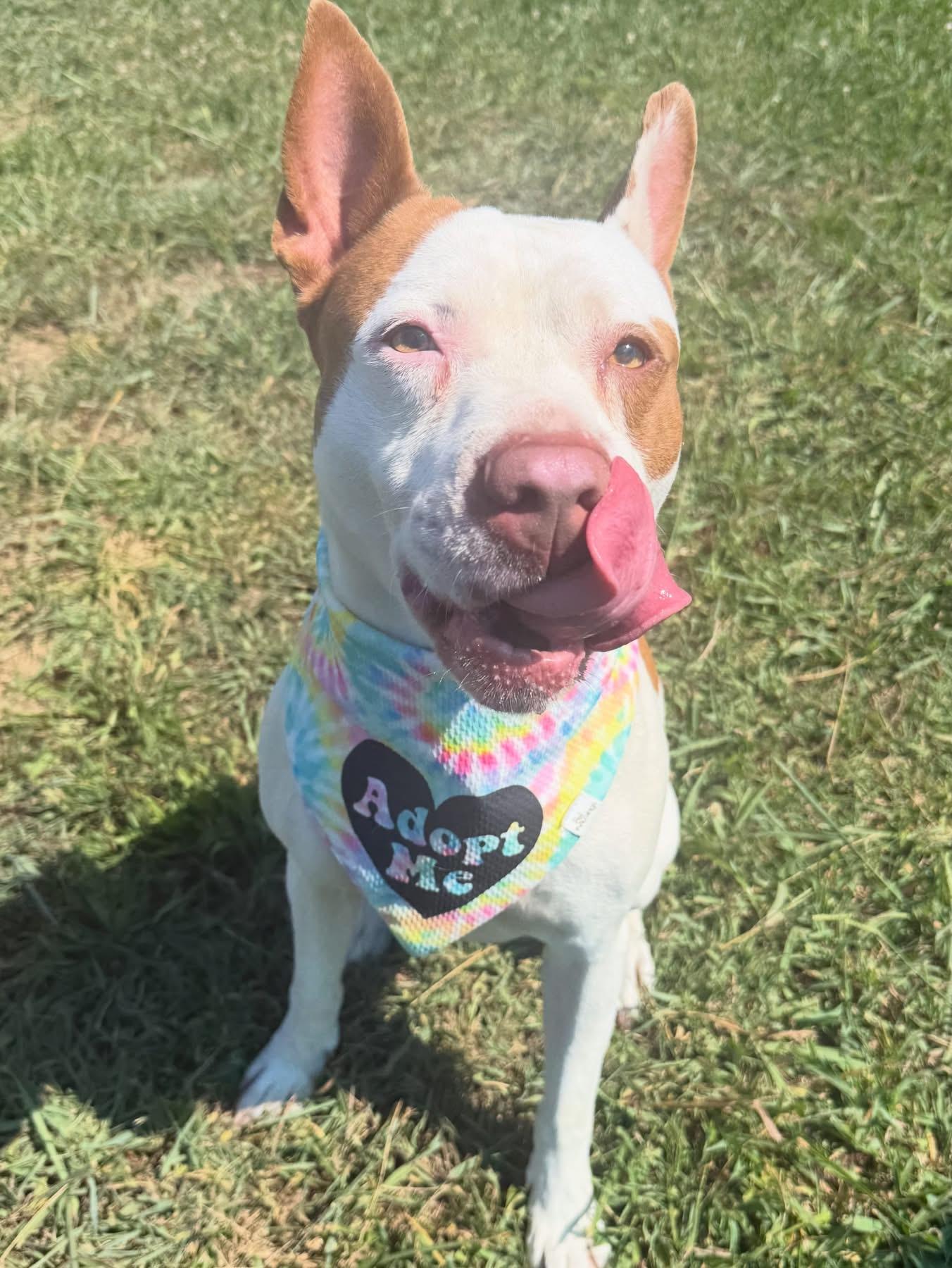 Fiona, ADOPTABLE, Young Female Pit Bull Terrier.