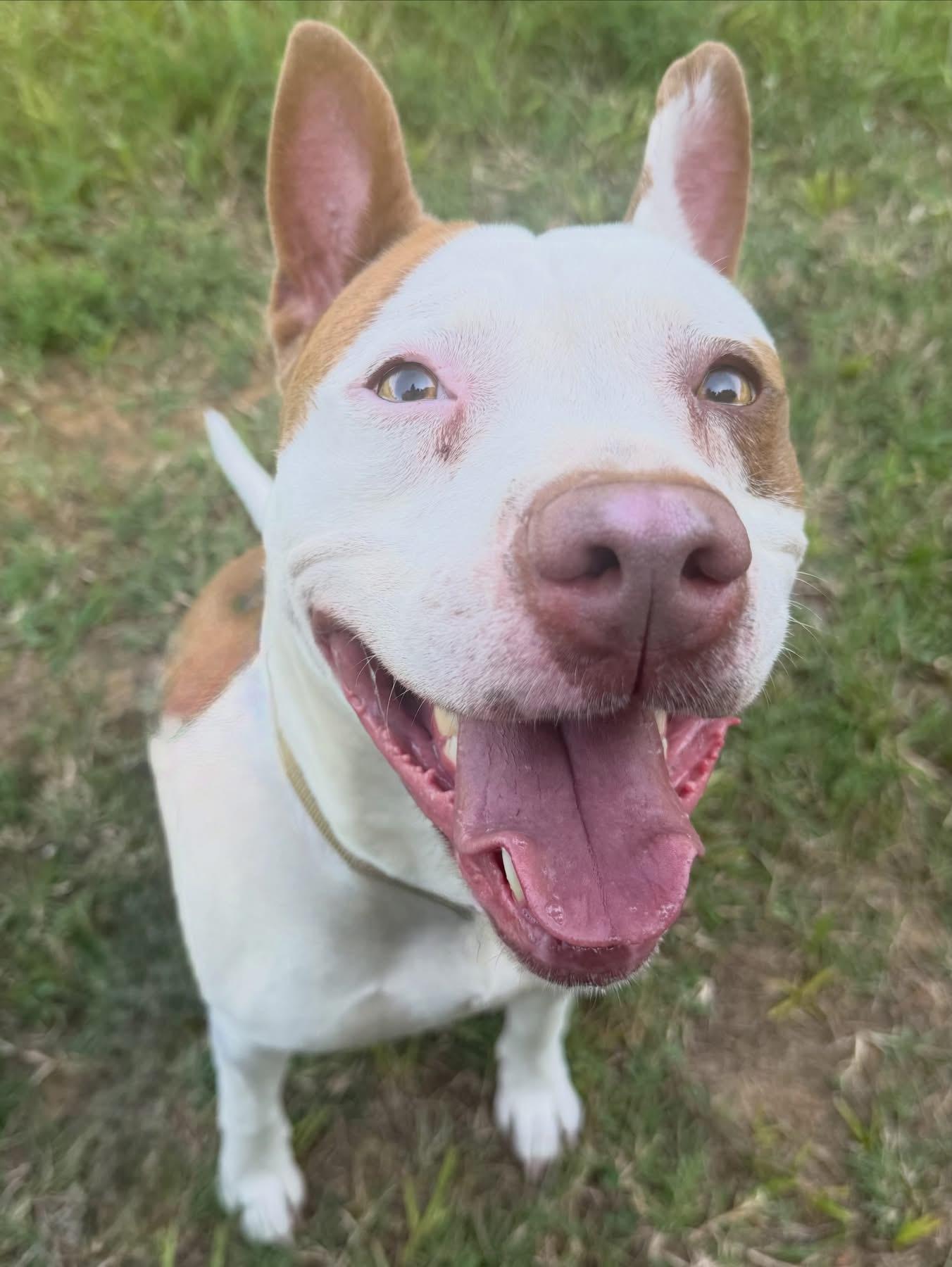 Fiona, a ADOPTABLE mixed breed in Lebanon, TN image 2/3
