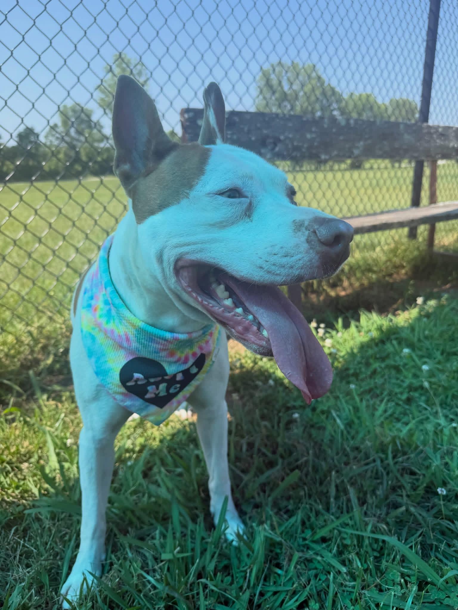 Fiona, a ADOPTABLE mixed breed in Lebanon, TN image 3/3