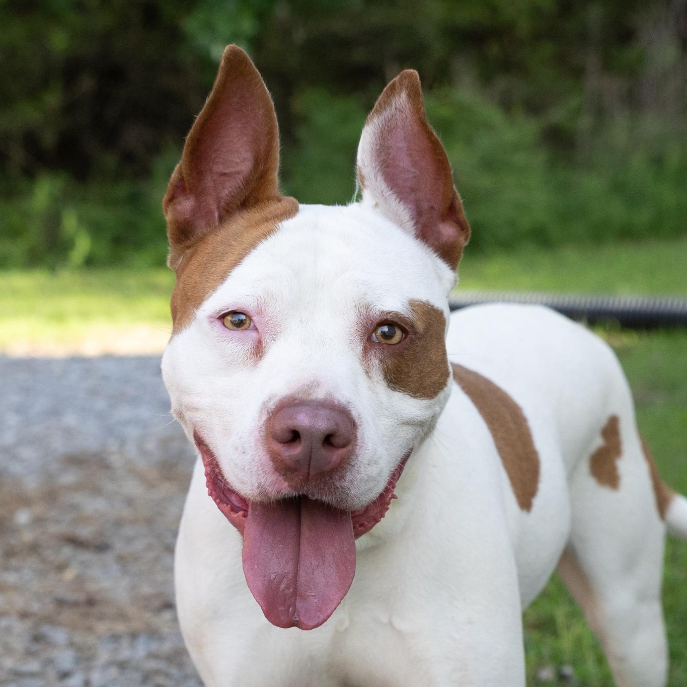 Enlarge Fiona, a ADOPTABLE mixed breed in Lebanon, TN image 1/5
