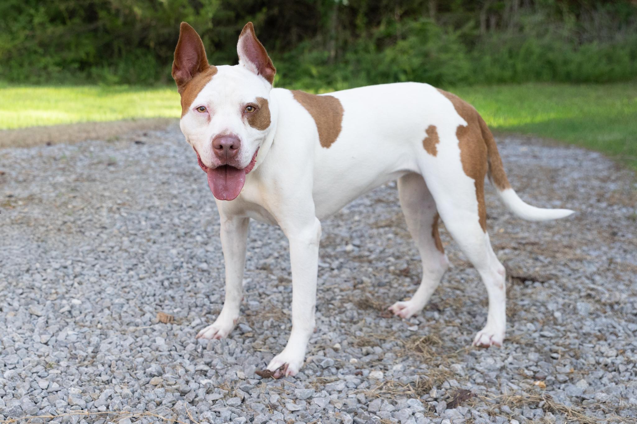 Enlarge Fiona, a ADOPTABLE mixed breed in Lebanon, TN image 3/5
