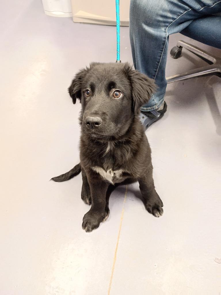 Enlarge Baxter, a Adopted mixed breed in Rockford, IL image 1/4