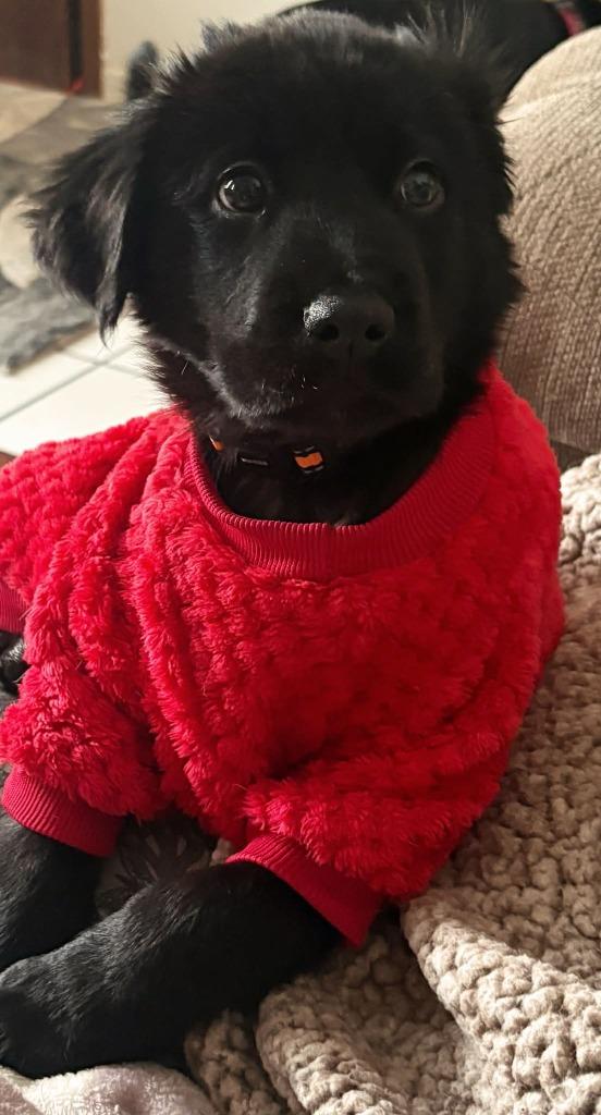 Enlarge Baxter, a Adopted mixed breed in Rockford, IL image 2/4