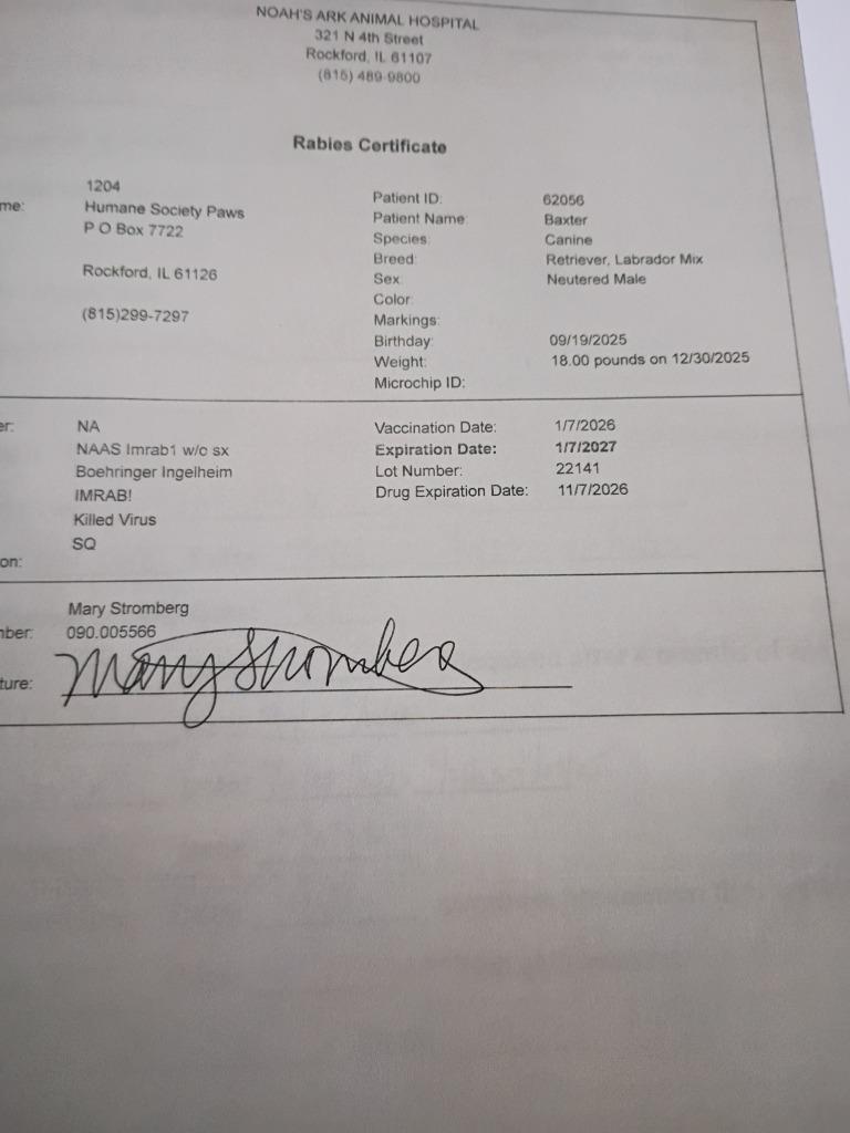 Enlarge Baxter, a Adopted mixed breed in Rockford, IL image 3/4