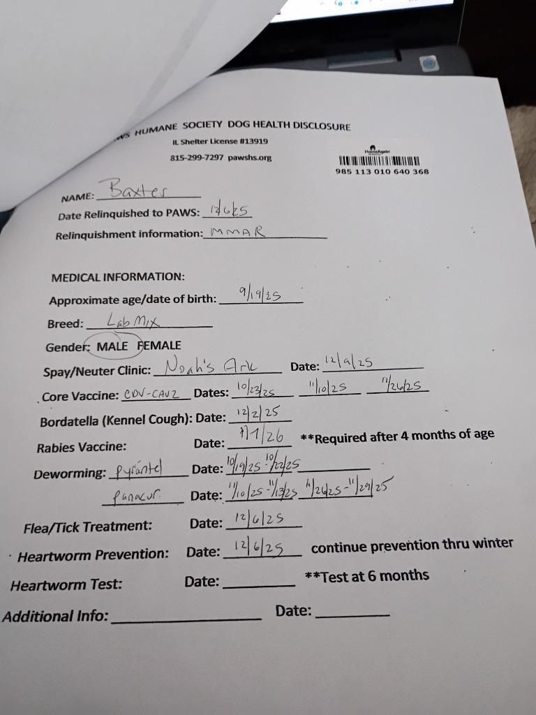 Enlarge Baxter, a Adopted mixed breed in Rockford, IL image 4/4