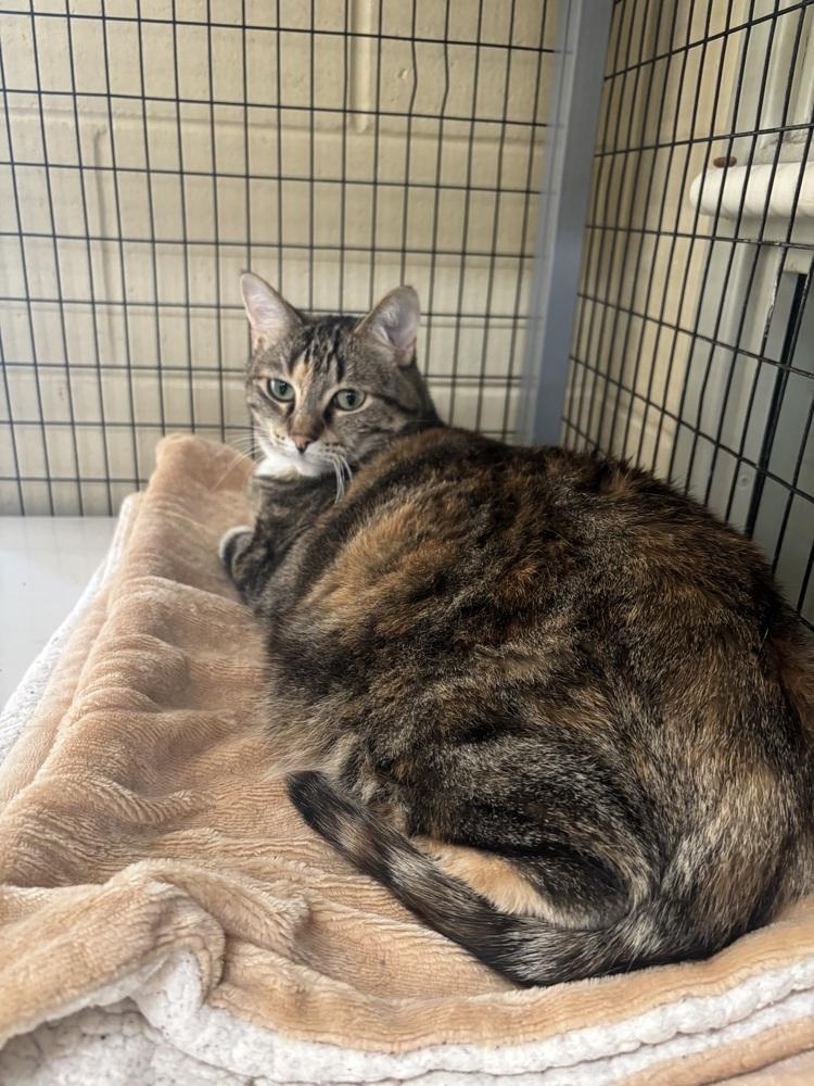 French Fry, Adoptable, Adult Female Domestic Short Hair.