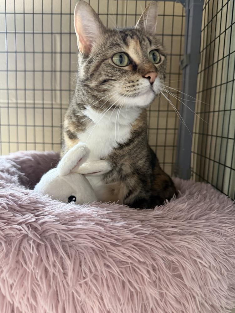 French Fry, a Adoptable mixed breed in Kalamazoo, MI image 2/3