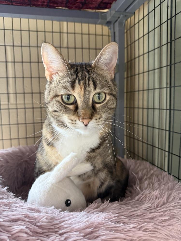French Fry, a Adoptable mixed breed in Kalamazoo, MI image 3/3