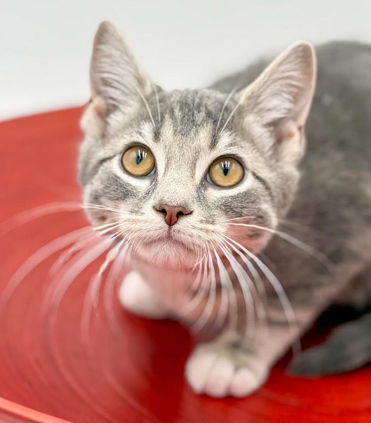 Enlarge Ragoon is our heartthrob!  Can he be any more precious?!   , an adoptable mixed breed in Bedford Hills, NY image 4/6