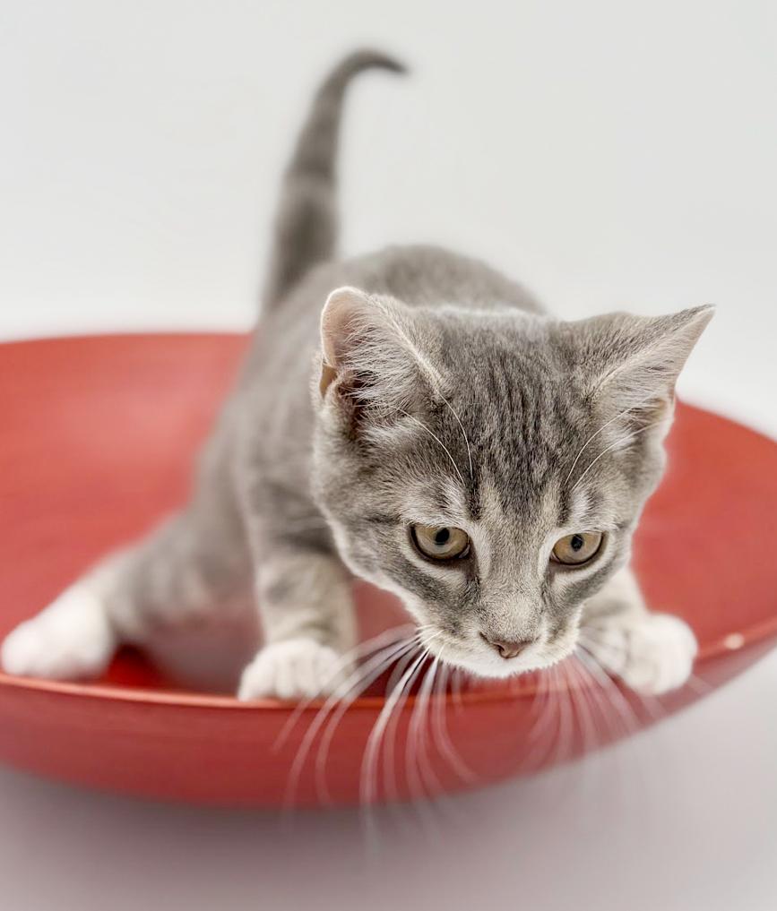 Enlarge Ragoon is our heartthrob!  Can he be any more precious?!   , an adoptable mixed breed in Bedford Hills, NY image 2/6