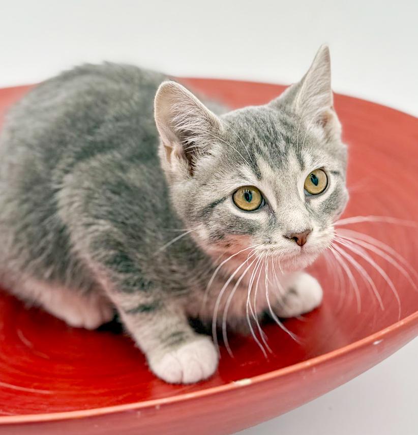 Enlarge Ragoon is our heartthrob!  Can he be any more precious?!   , an adoptable mixed breed in Bedford Hills, NY image 3/6