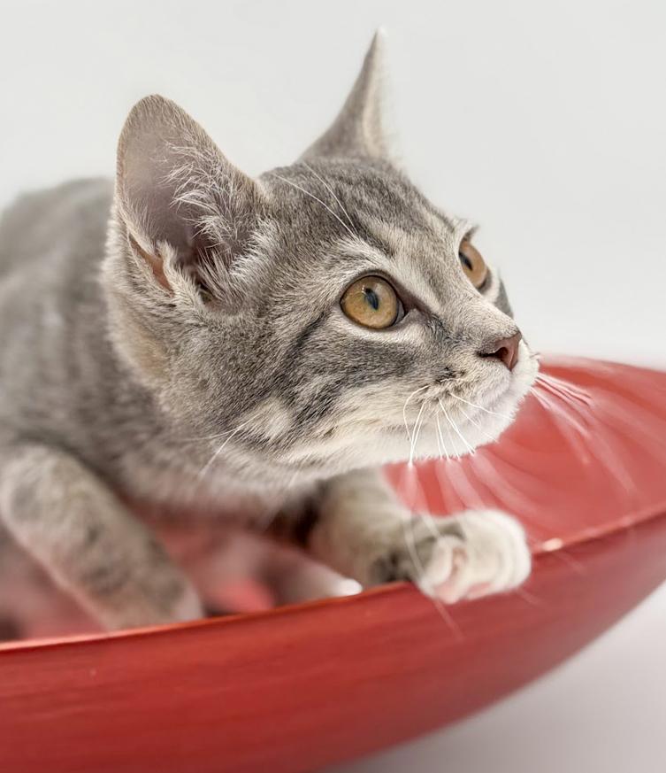 Enlarge Ragoon is our heartthrob!  Can he be any more precious?!   , an adoptable mixed breed in Bedford Hills, NY image 5/6